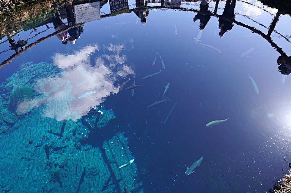 忍野八海：富士山下天然湧泉群，宛如小合掌村般好可愛！日本名水百選之一，世界文化遺產必遊景點推薦。