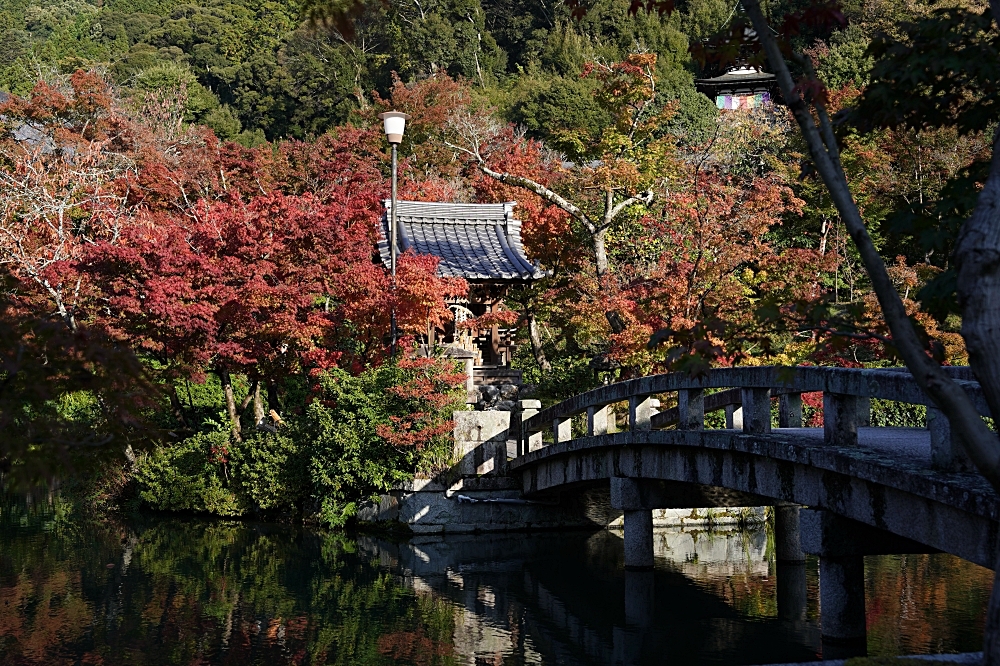 永觀堂：京都最佳賞楓景點！2024夜間點燈時間公佈啦！3000 棵大楓樹好壯觀～