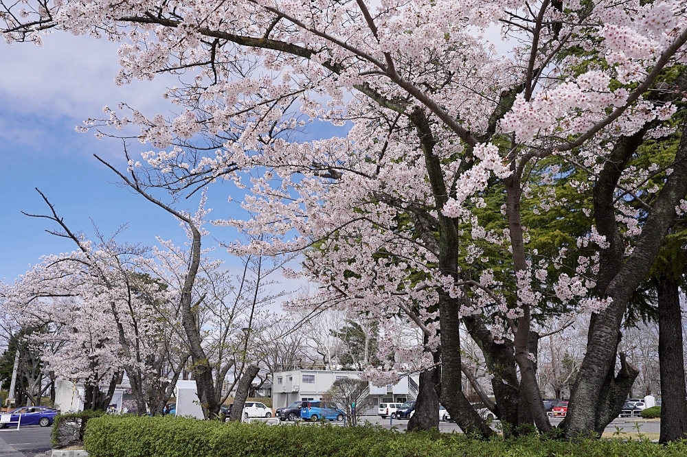 福島郡山景點|開成山公園:櫻花季一定要來的超大公園!還有寶可夢吉利蛋呦~ 福島郡山景點|開成山公園:櫻花季一定要來的超大公園!還有寶可夢吉利蛋呦~