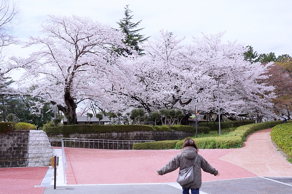 福島郡山景點|開成山公園:櫻花季一定要來的超大公園!還有寶可夢吉利蛋呦~ 福島郡山景點|開成山公園:櫻花季一定要來的超大公園!還有寶可夢吉利蛋呦~