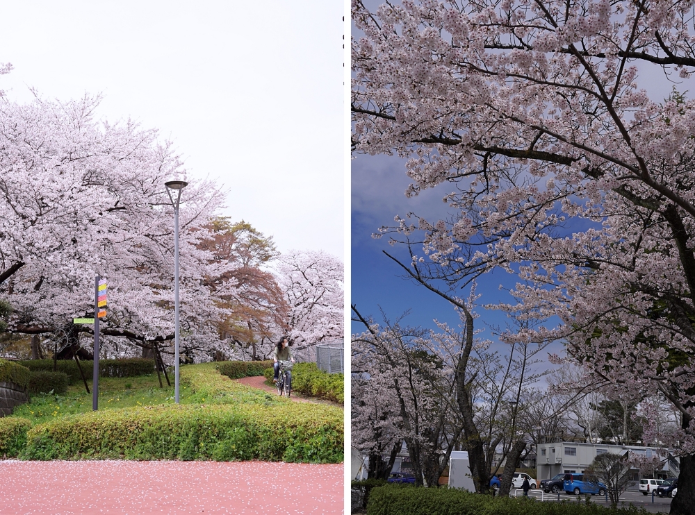 福島郡山景點|開成山公園:櫻花季一定要來的超大公園!還有寶可夢吉利蛋呦~ 福島郡山景點|開成山公園:櫻花季一定要來的超大公園!還有寶可夢吉利蛋呦~