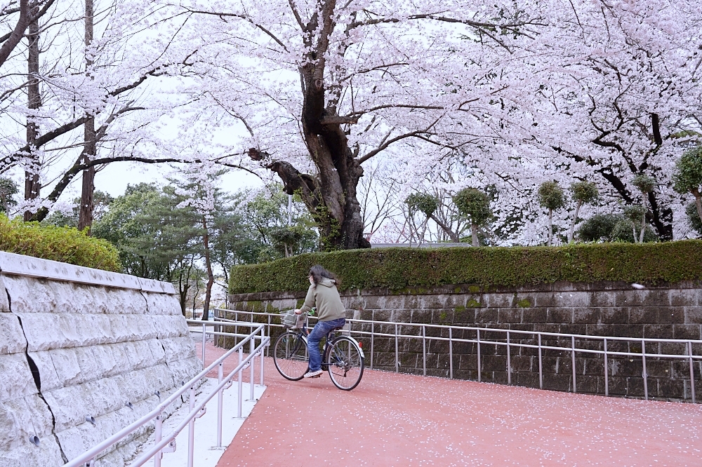福島郡山景點|開成山公園:櫻花季一定要來的超大公園!還有寶可夢吉利蛋呦~ 福島郡山景點|開成山公園:櫻花季一定要來的超大公園!還有寶可夢吉利蛋呦~