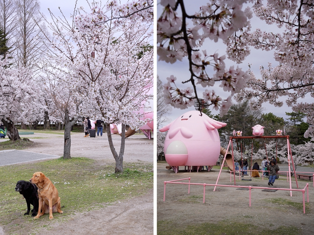 福島郡山景點|開成山公園:櫻花季一定要來的超大公園!還有寶可夢吉利蛋呦~ 福島郡山景點|開成山公園:櫻花季一定要來的超大公園!還有寶可夢吉利蛋呦~