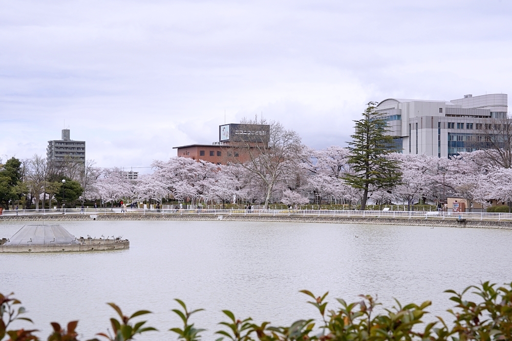 福島郡山景點|開成山公園:櫻花季一定要來的超大公園!還有寶可夢吉利蛋呦~ 福島郡山景點|開成山公園:櫻花季一定要來的超大公園!還有寶可夢吉利蛋呦~