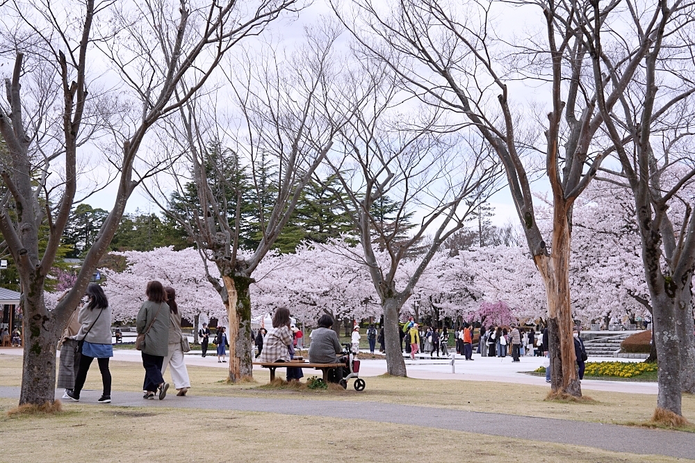 福島郡山景點|開成山公園:櫻花季一定要來的超大公園!還有寶可夢吉利蛋呦~ 福島郡山景點|開成山公園:櫻花季一定要來的超大公園!還有寶可夢吉利蛋呦~