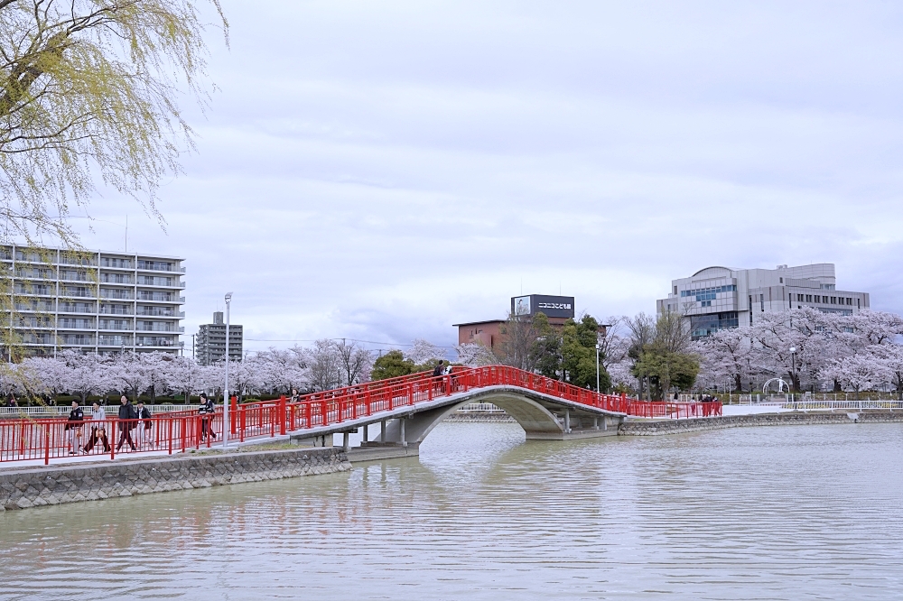 福島郡山景點|開成山公園:櫻花季一定要來的超大公園!還有寶可夢吉利蛋呦~ 福島郡山景點|開成山公園:櫻花季一定要來的超大公園!還有寶可夢吉利蛋呦~