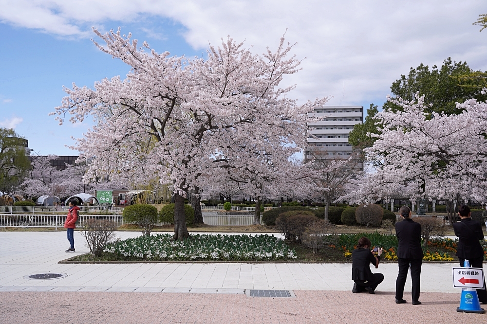 福島郡山景點|開成山公園:櫻花季一定要來的超大公園!還有寶可夢吉利蛋呦~ 福島郡山景點|開成山公園:櫻花季一定要來的超大公園!還有寶可夢吉利蛋呦~