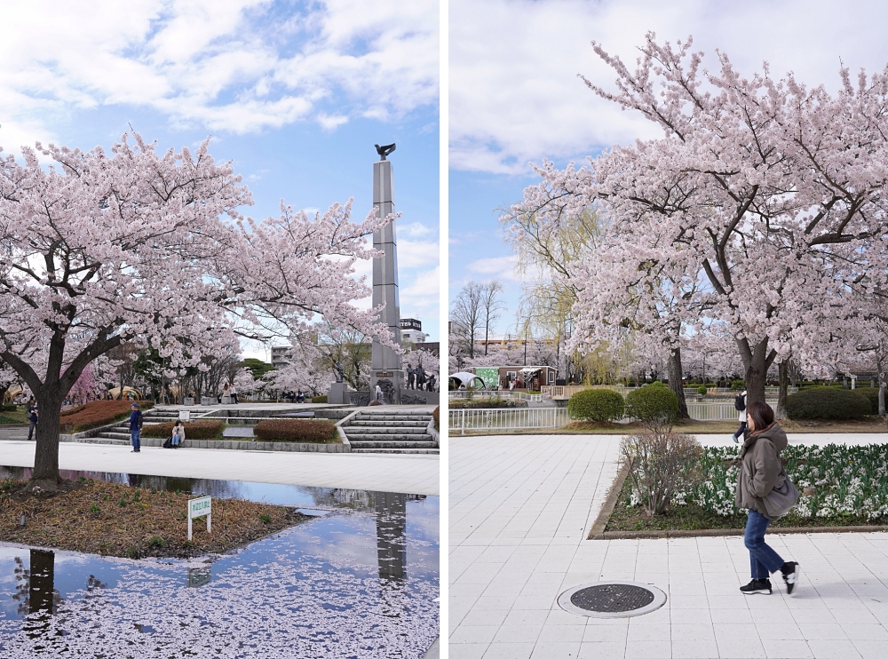 福島郡山景點|開成山公園:櫻花季一定要來的超大公園!還有寶可夢吉利蛋呦~ 福島郡山景點|開成山公園:櫻花季一定要來的超大公園!還有寶可夢吉利蛋呦~