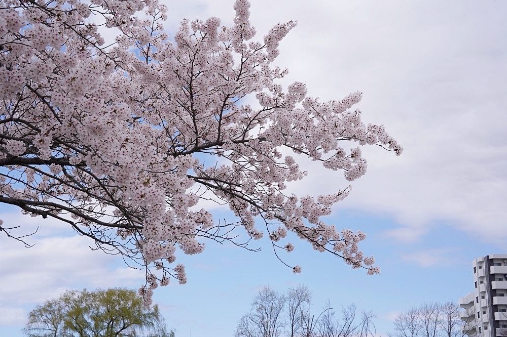 福島郡山景點|開成山公園:櫻花季一定要來的超大公園!還有寶可夢吉利蛋呦~ 福島郡山景點|開成山公園:櫻花季一定要來的超大公園!還有寶可夢吉利蛋呦~