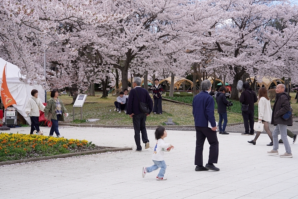 福島郡山景點|開成山公園:櫻花季一定要來的超大公園!還有寶可夢吉利蛋呦~ 福島郡山景點|開成山公園:櫻花季一定要來的超大公園!還有寶可夢吉利蛋呦~