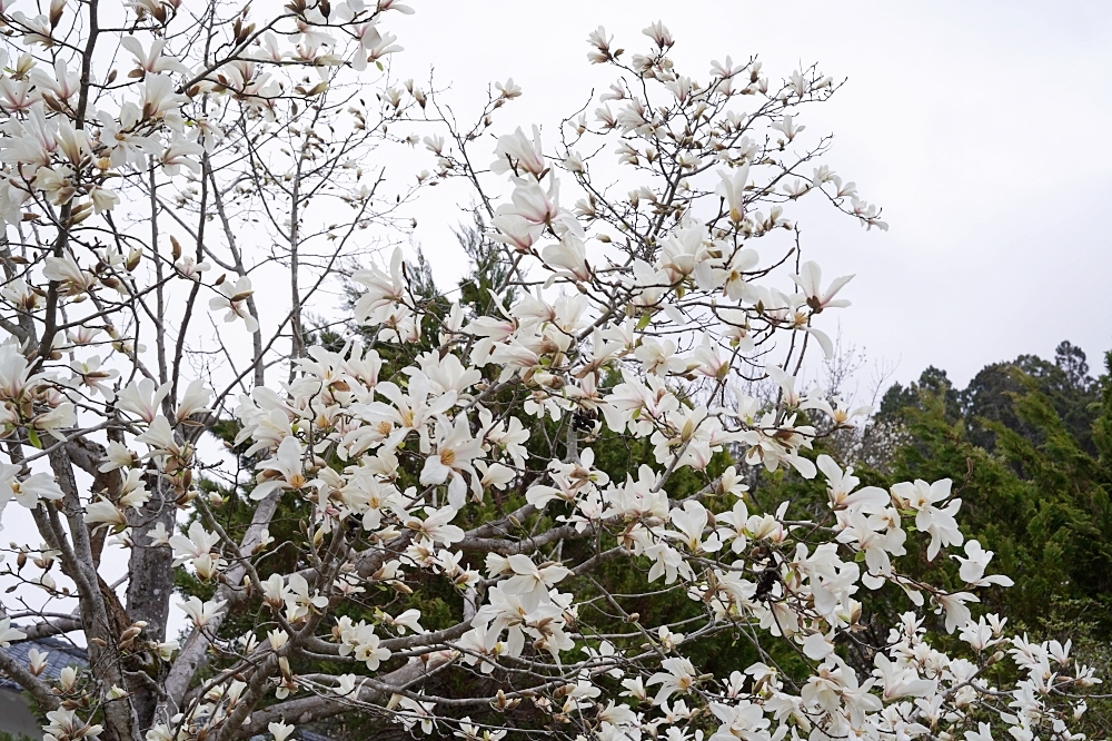 會津武家屋敷:會津若松必訪景點!宛如博物館般的歷史公園 會津武家屋敷:會津若松必訪景點!宛如博物館般的歷史公園