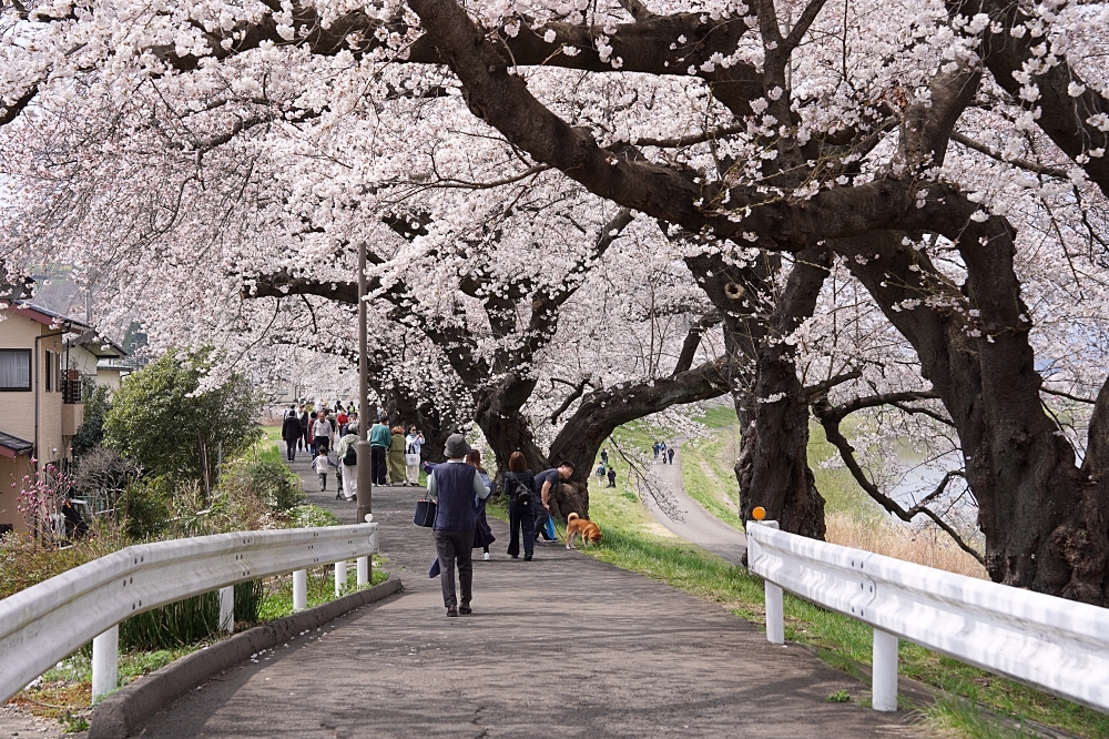 東北仙台福島自由行：景點美食一次筆記，日本旅遊不想人擠人來這就對了～