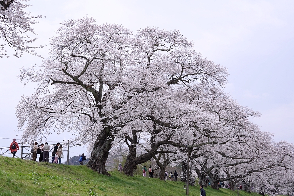 東北仙台福島自由行：景點美食一次筆記，日本旅遊不想人擠人來這就對了～