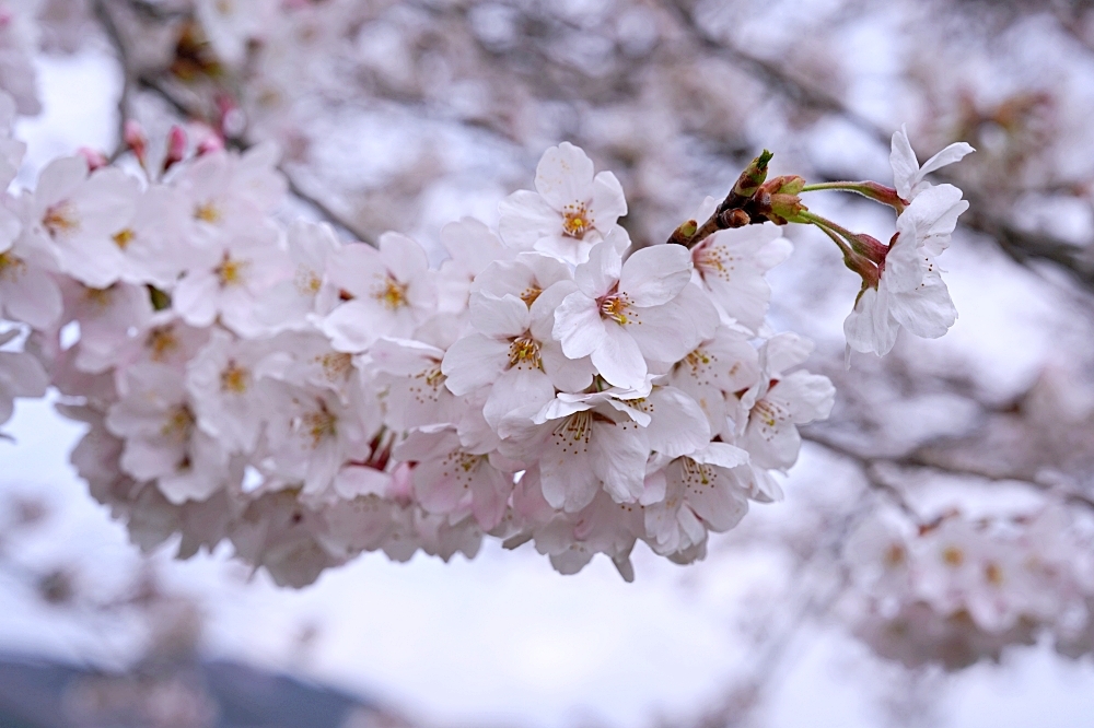 東北仙台福島自由行：景點美食一次筆記，日本旅遊不想人擠人來這就對了～