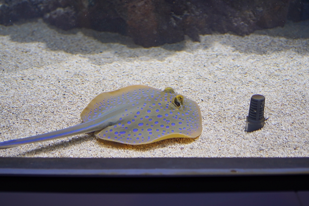 台中海洋館攻略：８大主題展區＆全台第二大水族箱！附周邊吃喝玩樂推薦