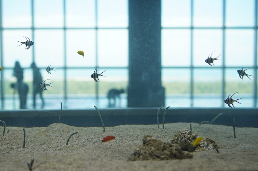 台中海洋館攻略：８大主題展區＆全台第二大水族箱！附周邊吃喝玩樂推薦