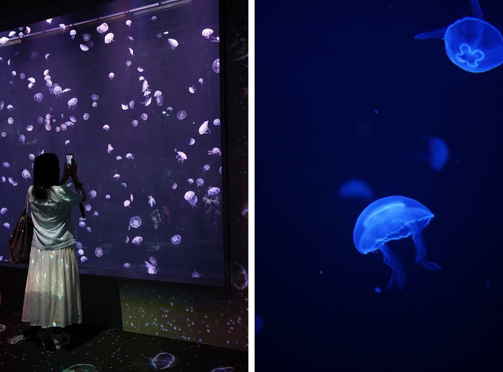 台中海洋館攻略：８大主題展區＆全台第二大水族箱！附周邊吃喝玩樂推薦