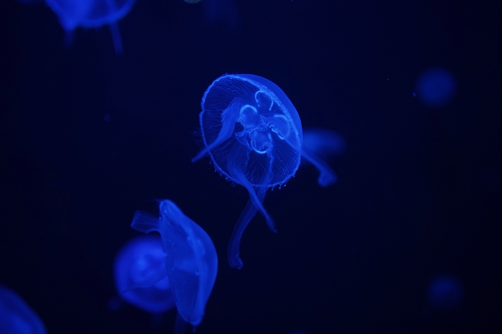 台中海洋館攻略：８大主題展區＆全台第二大水族箱！附周邊吃喝玩樂推薦