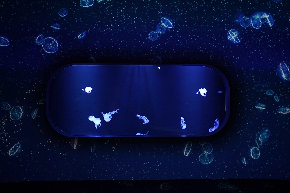 台中海洋館攻略：８大主題展區＆全台第二大水族箱！附周邊吃喝玩樂推薦