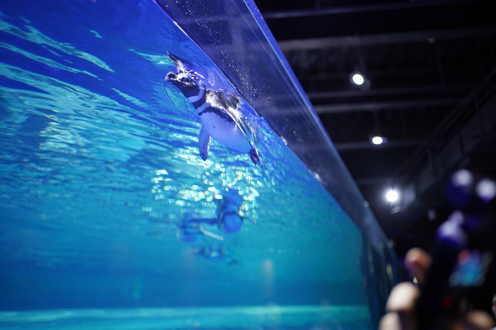 台中海洋館攻略：８大主題展區＆全台第二大水族箱！附周邊吃喝玩樂推薦