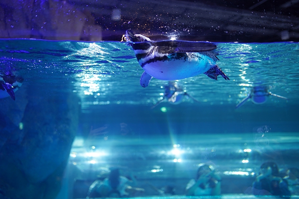 台中海洋館攻略：８大主題展區＆全台第二大水族箱！附周邊吃喝玩樂推薦