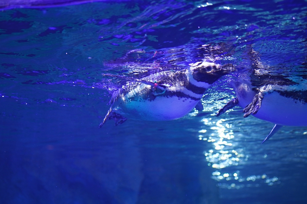 台中海洋館攻略：８大主題展區＆全台第二大水族箱！附周邊吃喝玩樂推薦
