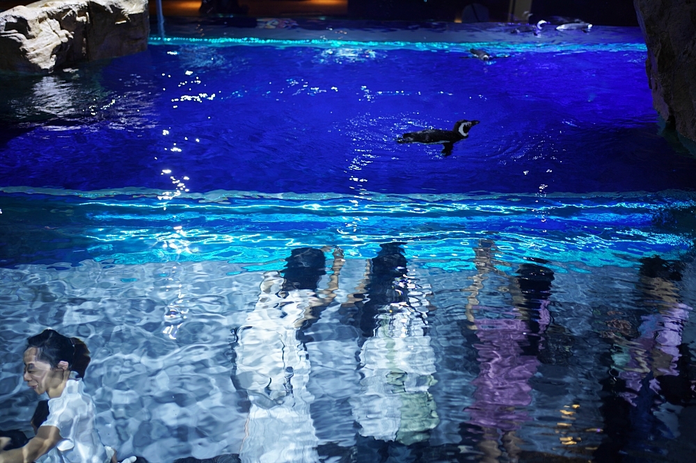 台中海洋館攻略：８大主題展區＆全台第二大水族箱！附周邊吃喝玩樂推薦