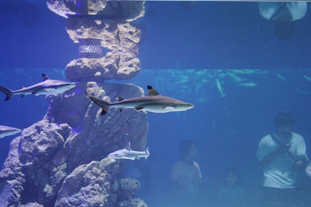 台中海洋館攻略：８大主題展區＆全台第二大水族箱！附周邊吃喝玩樂推薦