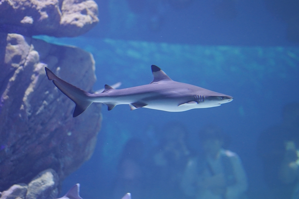 台中海洋館攻略：８大主題展區＆全台第二大水族箱！附周邊吃喝玩樂推薦