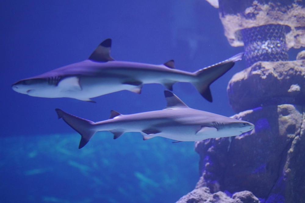 台中海洋館攻略：８大主題展區＆全台第二大水族箱！附周邊吃喝玩樂推薦