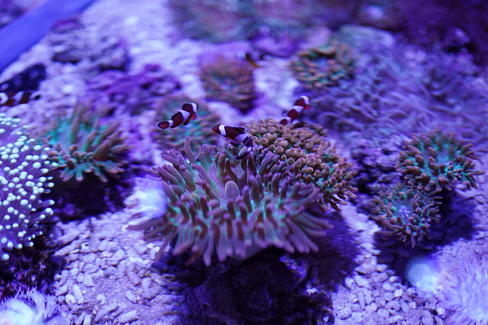 台中海洋館攻略：８大主題展區＆全台第二大水族箱！附周邊吃喝玩樂推薦