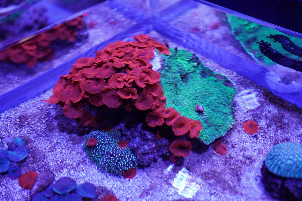 台中海洋館攻略：８大主題展區＆全台第二大水族箱！附周邊吃喝玩樂推薦