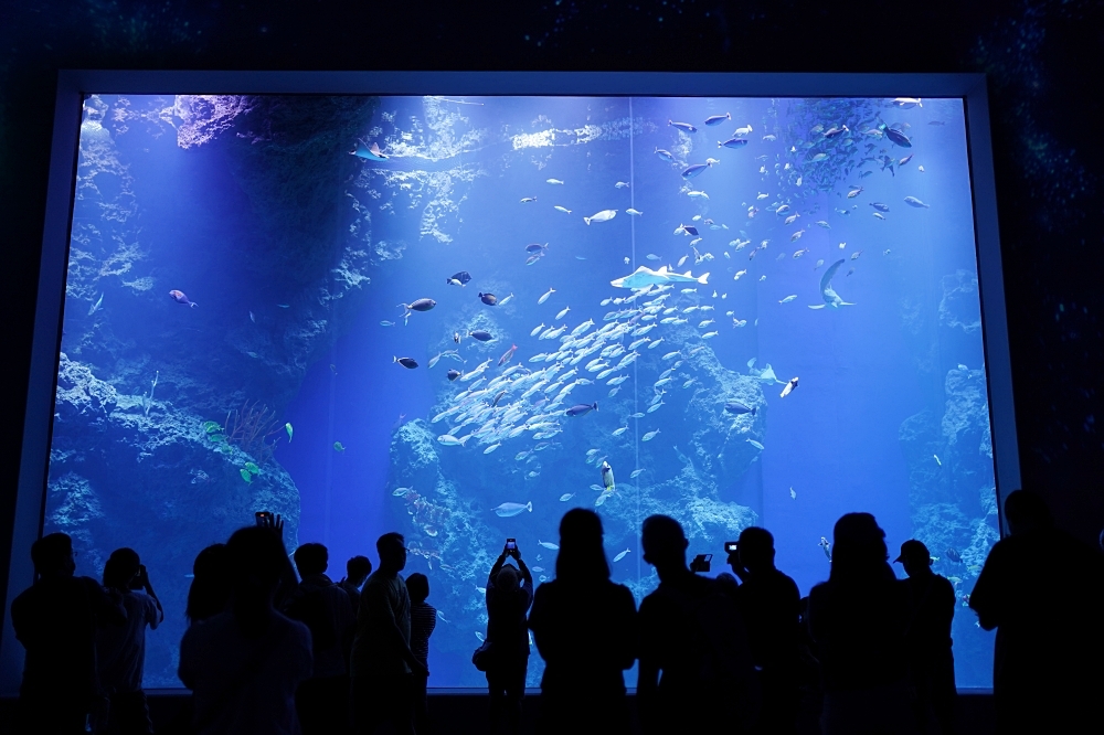 台中海洋館攻略：８大主題展區＆全台第二大水族箱！附周邊吃喝玩樂推薦
