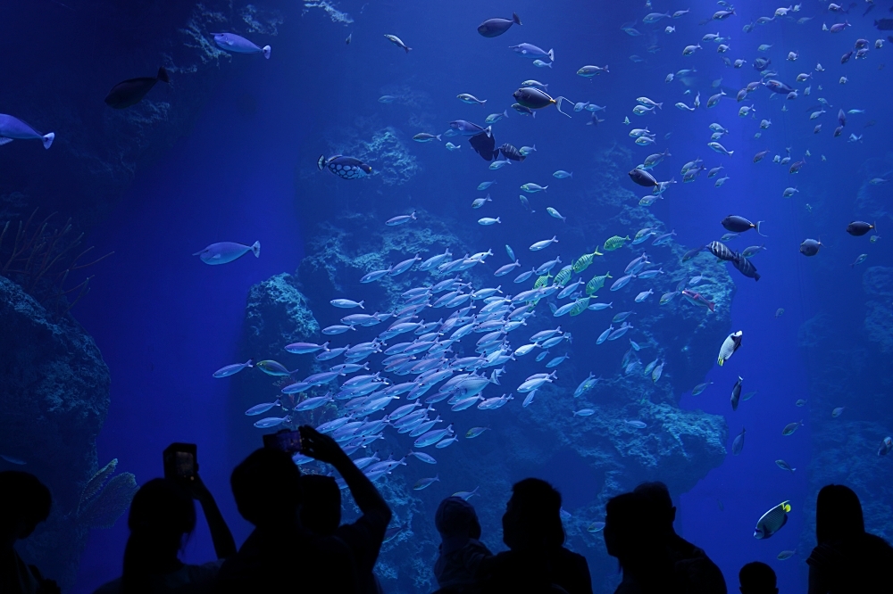 台中海洋館攻略：８大主題展區＆全台第二大水族箱！附周邊吃喝玩樂推薦