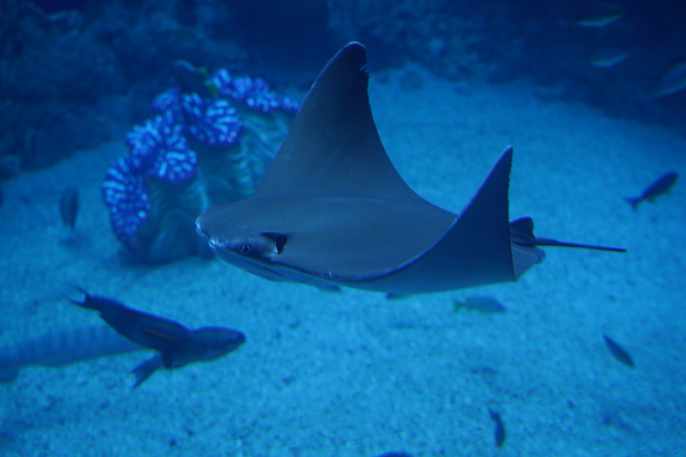 台中海洋館攻略：８大主題展區＆全台第二大水族箱！附周邊吃喝玩樂推薦