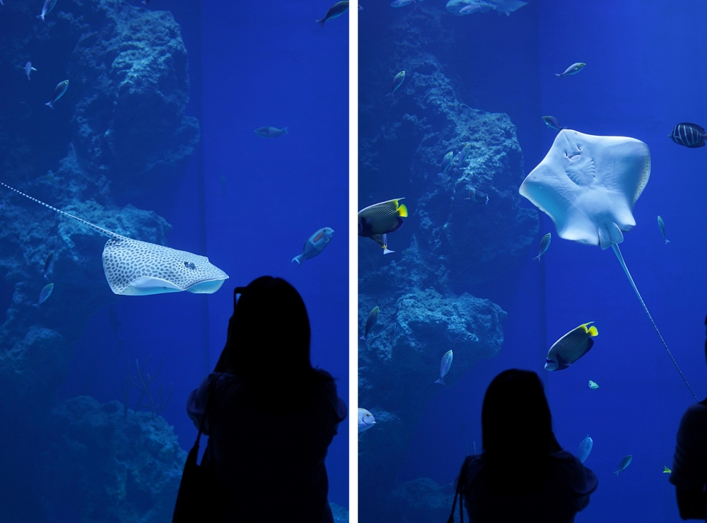 台中海洋館攻略：８大主題展區＆全台第二大水族箱！附周邊吃喝玩樂推薦