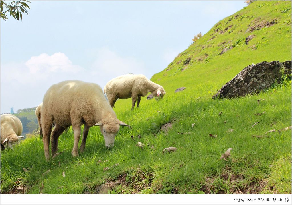 [南投] 到清境山上免費看綿羊放牧去，走在人少氣氛好的「畜牧步道」中。這裡有牛、羊、馬，不用人擠人！