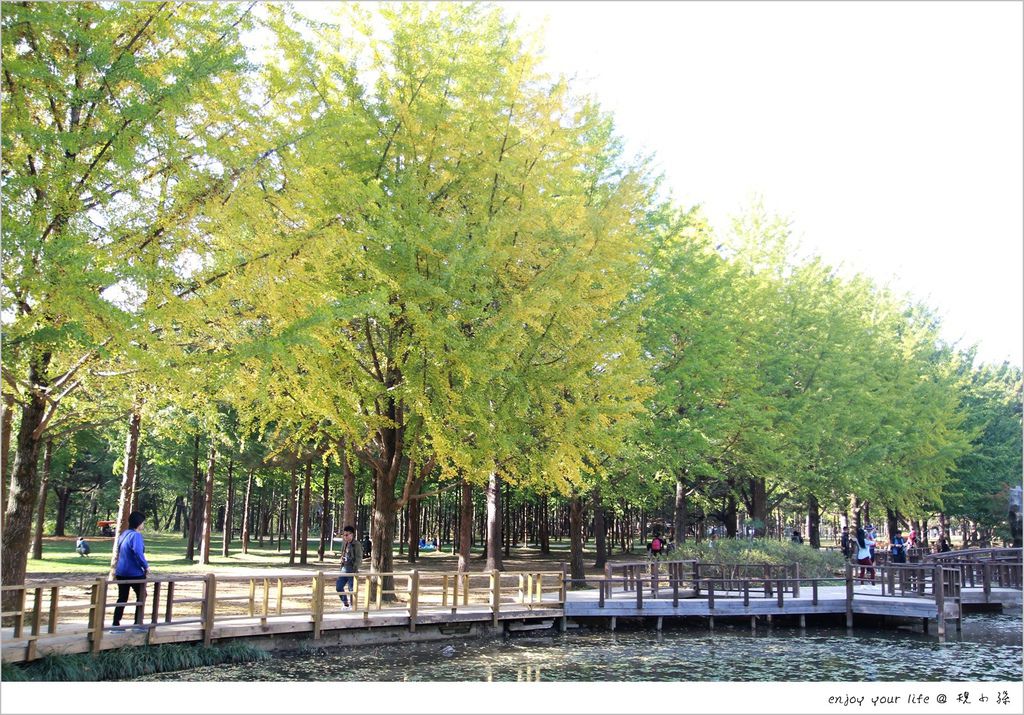 [韓國首爾] D2：秋遊『南怡島』很美！遇見水杉林的高聳真壯觀，更是無法忘懷如水彩畫般的銀杏樹。