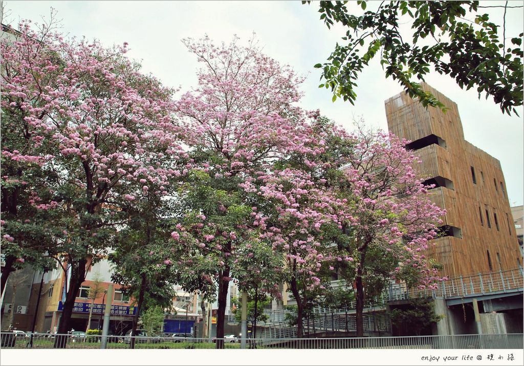 [台中賞花景點] 當台南黃花風鈴木落下時，台中洋紅風鈴木正盛開！就在國立中興大學校門口兩側，處處是粉紅。（4/21花已謝）